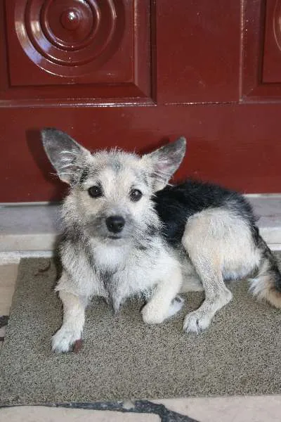 Cachorro ra a SRD idade 2 a 6 meses nome Hachiko