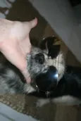 Hachiko