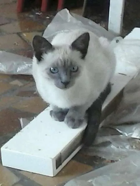 Gato ra a Siamês idade 2 a 6 meses nome Obiwan