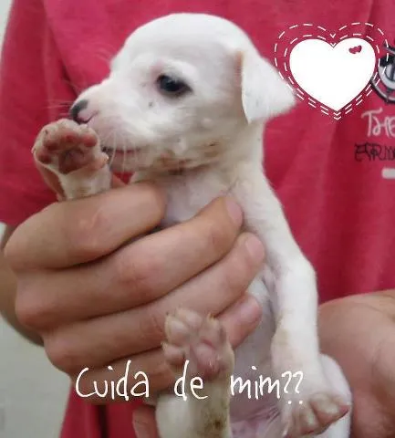 Cachorro ra a SRD idade Abaixo de 2 meses nome 4 FILHOTES PARA ADOÇÃO