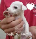 4 FILHOTES PARA ADOÇÃO