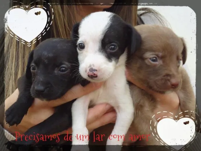 Cachorro ra a SRD idade Abaixo de 2 meses nome 4 FILHOTES PARA ADOÇÃO