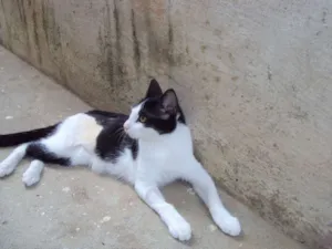 Gato raça SRD idade 7 a 11 meses nome Marie
