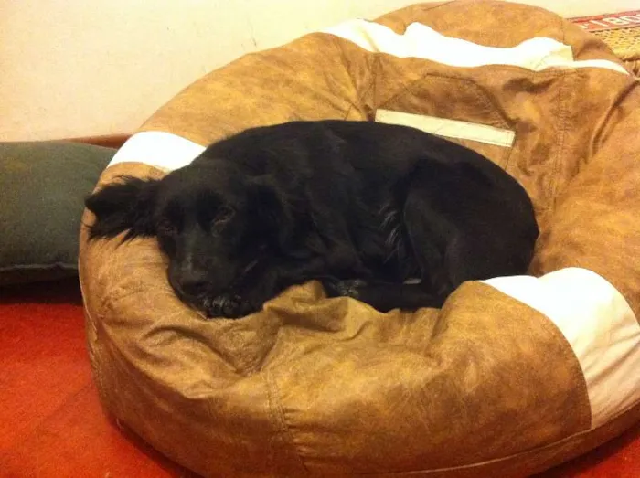 Cachorro ra a Mistura de Cocker idade Abaixo de 2 meses nome Jamie