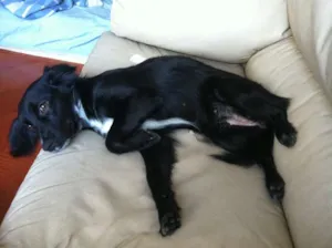 Cachorro raça Mistura de Cocker idade Abaixo de 2 meses nome Jamie