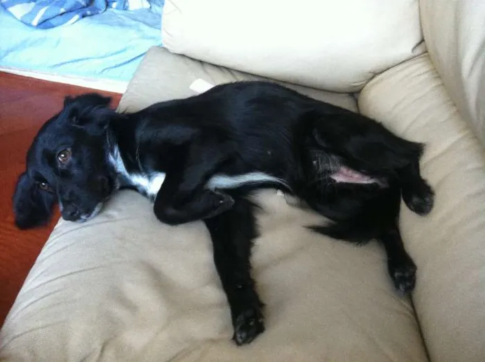 Cachorro ra a Mistura de Cocker idade Abaixo de 2 meses nome Jamie