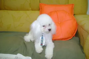 Cachorro raça Poodle idade 4 anos nome TOFF