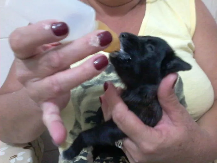 Cachorro ra a Pastor Alemão com RND idade 2 a 6 meses nome sem nome