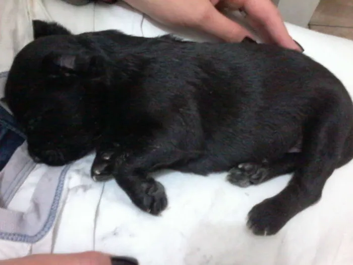 Cachorro ra a Pastor Alemão com RND idade 2 a 6 meses nome sem nome