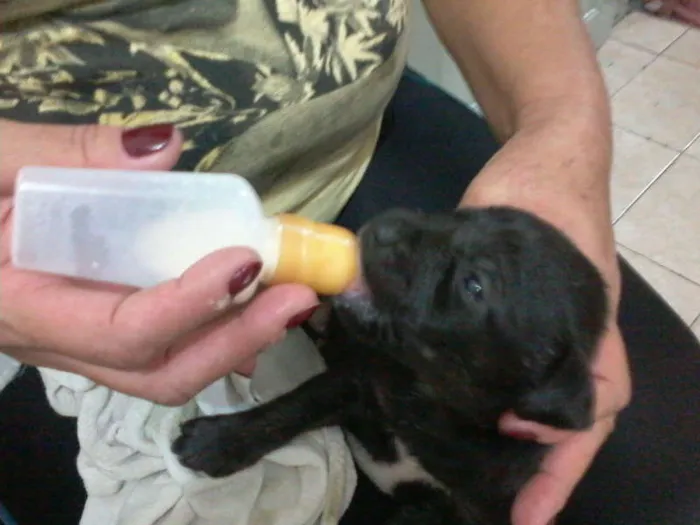 Cachorro ra a Pastor Alemão com RND idade 2 a 6 meses nome sem nome
