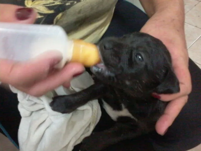 Cachorro ra a Pastor Alemão com RND idade 2 a 6 meses nome sem nome