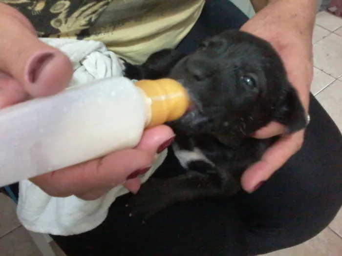 Cachorro ra a Pastor Alemão com RND idade 2 a 6 meses nome sem nome