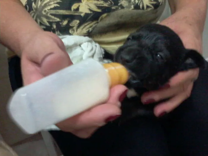 Cachorro ra a Pastor Alemão com RND idade 2 a 6 meses nome sem nome