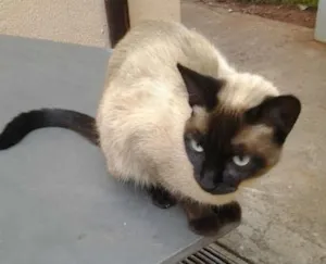 Gato raça Siamesa idade 1 ano nome Susi