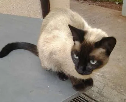 Gato ra a Siamesa idade 1 ano nome Susi