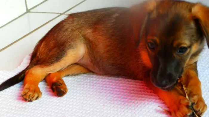 Cachorro ra a Vira lata idade Abaixo de 2 meses nome Belinha