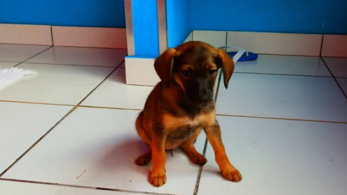Cachorro ra a Vira lata idade Abaixo de 2 meses nome Belinha