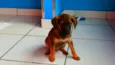 Belinha
