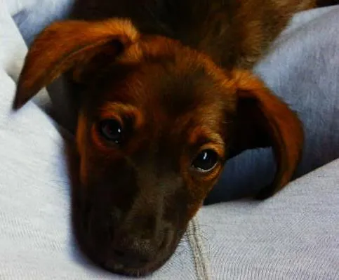 Cachorro ra a Vira lata idade Abaixo de 2 meses nome Belinha