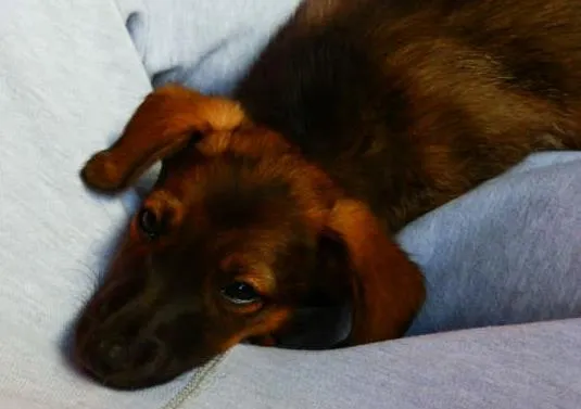 Cachorro ra a Vira lata idade Abaixo de 2 meses nome Belinha