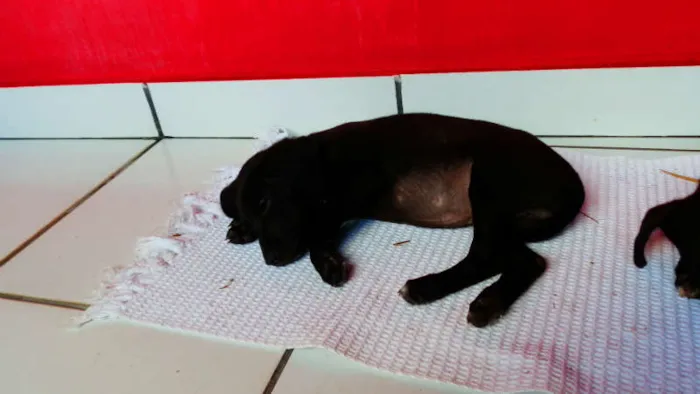 Cachorro ra a vira lata idade Abaixo de 2 meses nome Pichu
