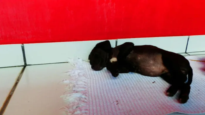 Cachorro ra a vira lata idade Abaixo de 2 meses nome Pichu