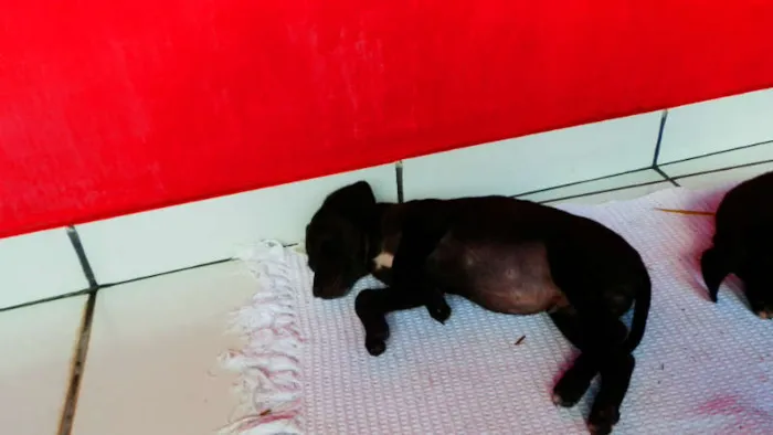 Cachorro ra a vira lata idade Abaixo de 2 meses nome Pichu