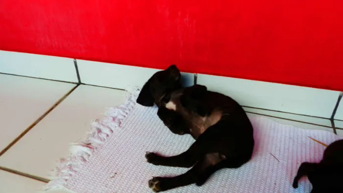 Cachorro ra a vira lata idade Abaixo de 2 meses nome Pichu