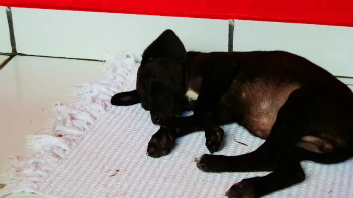 Cachorro ra a vira lata idade Abaixo de 2 meses nome Pichu