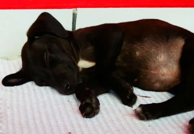 Cachorro ra a vira lata idade Abaixo de 2 meses nome Pichu