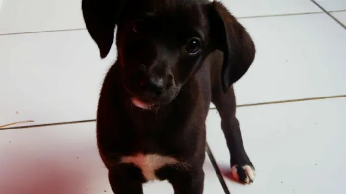 Cachorro ra a vira lata idade  nome Lise