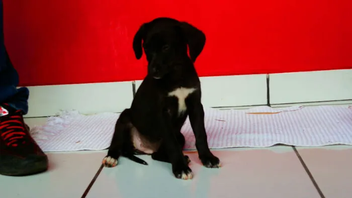 Cachorro ra a vira lata idade  nome Lise