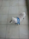 Snoppy