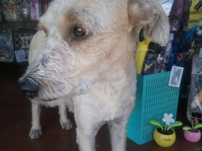 Cachorro ra a SRD idade 1 ano nome Menina