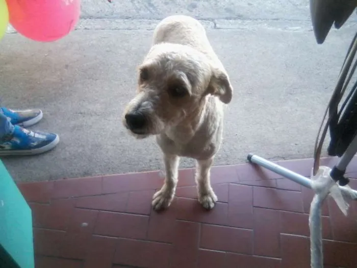 Cachorro ra a SRD idade 1 ano nome Menina