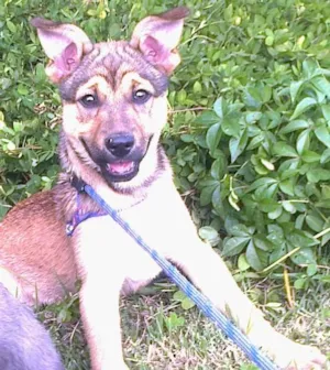 Cachorro raça Vira Lata idade 2 a 6 meses nome Mike