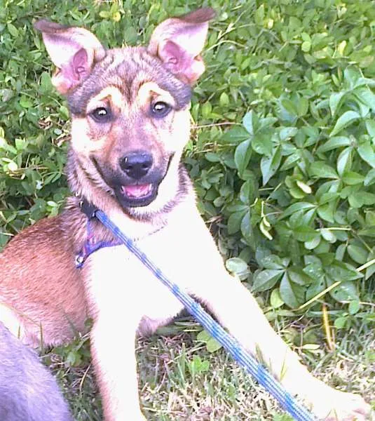 Cachorro ra a Vira Lata idade 2 a 6 meses nome Mike