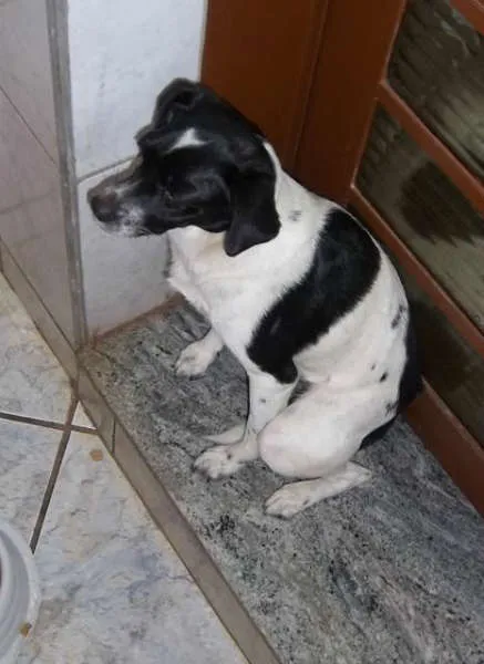 Cachorro ra a  idade 1 ano nome Laika