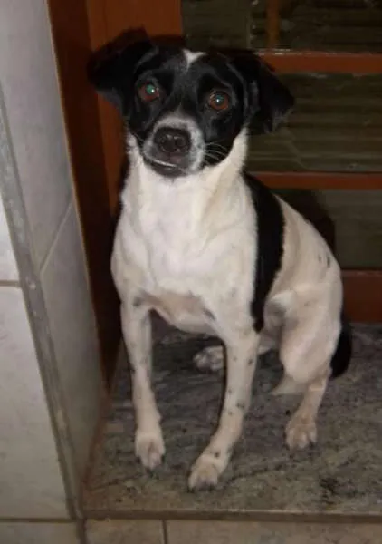 Cachorro ra a  idade 1 ano nome Laika