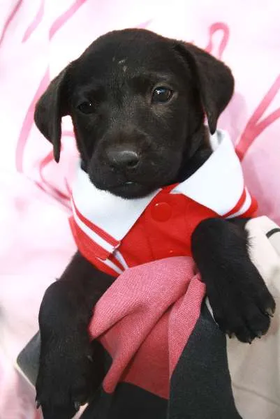 Cachorro ra a SRD idade Abaixo de 2 meses nome Fêmea 1