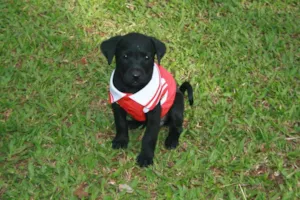 Cachorro raça SRD idade Abaixo de 2 meses nome Fêmea 1
