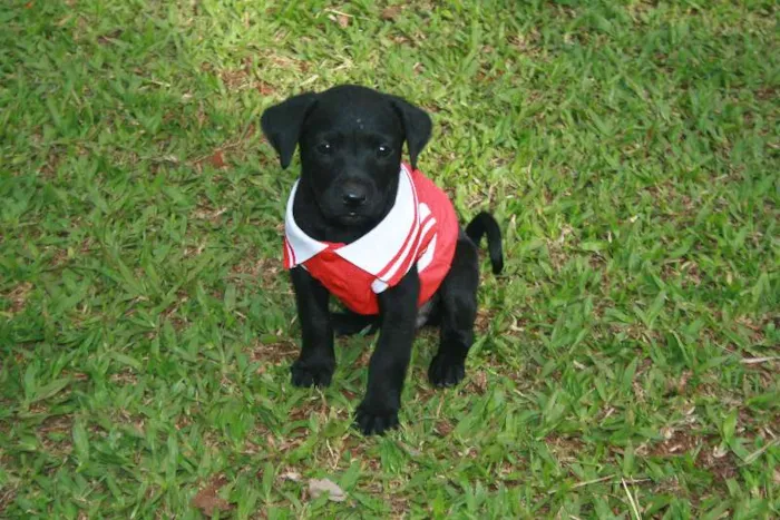 Cachorro ra a SRD idade Abaixo de 2 meses nome Fêmea 1