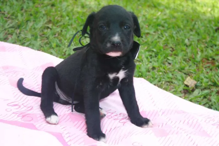Cachorro ra a SRD idade 2 a 6 meses nome Fêmea 2