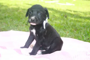 Cachorro raça SRD idade 2 a 6 meses nome Fêmea 2