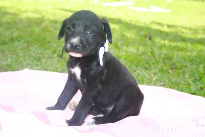 Cachorro ra a SRD idade 2 a 6 meses nome Fêmea 2