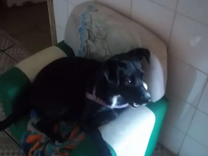 Cachorro ra a sem raça definida idade 7 a 11 meses nome Mel