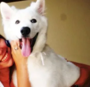 Cachorro raça AKITA idade 1 ano nome DIMY