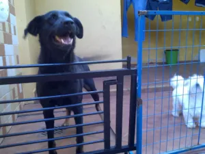 Cachorro raça labrador/pastor alemao idade 4 anos nome keiti