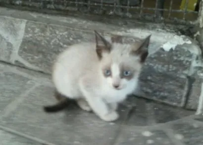 Gato raça  idade Abaixo de 2 meses nome Gatinhos