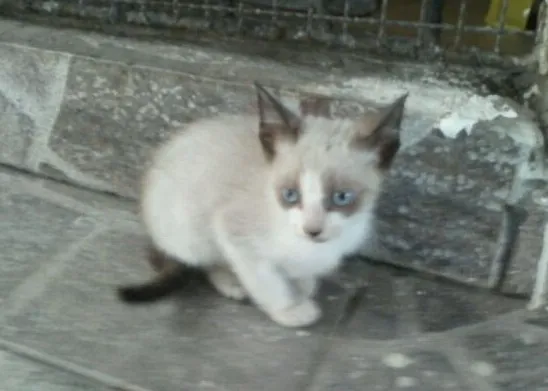 Gato ra a  idade Abaixo de 2 meses nome Gatinhos